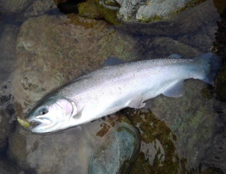 天竜川ルアーフライ専用区